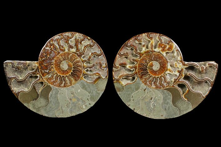 Bargain, Cut & Polished Ammonite Fossil - Madagascar #148054